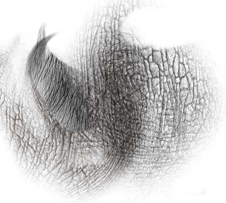 Digital elephant skin texture